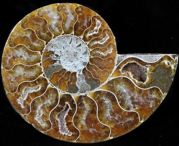 Agatized Ammonite Fossil (Half) #39610